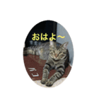 パコ太の日々（個別スタンプ：2）