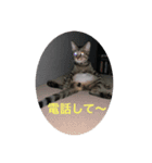 パコ太の日々（個別スタンプ：4）