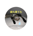 パコ太の日々（個別スタンプ：6）