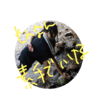 限界series（個別スタンプ：32）
