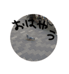 限界series（個別スタンプ：37）