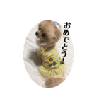 ポメラニアンのモアちゃん日常（個別スタンプ：12）