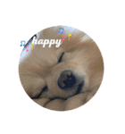 ポメラニアンのモアちゃん日常（個別スタンプ：20）