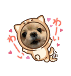 ポメラニアンのモアちゃん日常（個別スタンプ：24）