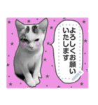 ねこねこしく（個別スタンプ：3）