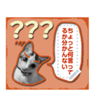 ねこねこしく（個別スタンプ：11）