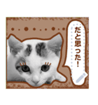 ねこねこしく（個別スタンプ：13）