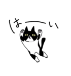 白黒模様の猫のハナちゃん（個別スタンプ：7）