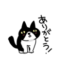 白黒模様の猫のハナちゃん（個別スタンプ：19）