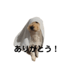 わんわんランド！（個別スタンプ：12）
