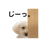 わんわんランド！（個別スタンプ：20）