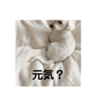 わんわんランド！（個別スタンプ：30）