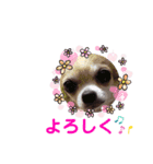チャッピー＆エリザベス（個別スタンプ：4）