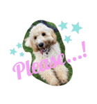 australian labradoodle étoile（個別スタンプ：26）