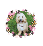 australian labradoodle étoile（個別スタンプ：36）
