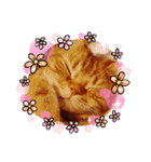 可愛いねこクーザ＆ルタにゃん（個別スタンプ：1）