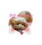 可愛いねこクーザ＆ルタにゃん（個別スタンプ：4）