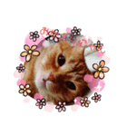 可愛いねこクーザ＆ルタにゃん（個別スタンプ：5）