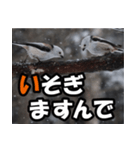 シマエナガ★毎日ハッピー（個別スタンプ：2）