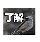 シマエナガ★毎日ハッピー（個別スタンプ：3）