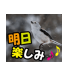 シマエナガ★毎日ハッピー（個別スタンプ：5）