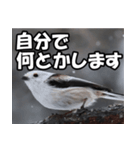 シマエナガ★毎日ハッピー（個別スタンプ：6）
