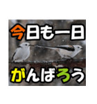シマエナガ★毎日ハッピー（個別スタンプ：7）