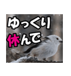 シマエナガ★毎日ハッピー（個別スタンプ：9）