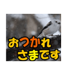 シマエナガ★毎日ハッピー（個別スタンプ：11）