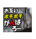 シマエナガ★毎日ハッピー（個別スタンプ：12）