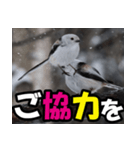 シマエナガ★毎日ハッピー（個別スタンプ：13）
