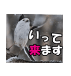 シマエナガ★毎日ハッピー（個別スタンプ：15）