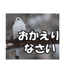 シマエナガ★毎日ハッピー（個別スタンプ：16）