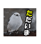 シマエナガ★毎日ハッピー（個別スタンプ：17）