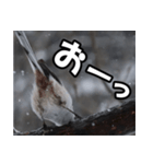 シマエナガ★毎日ハッピー（個別スタンプ：19）