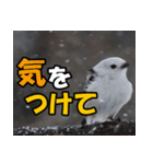 シマエナガ★毎日ハッピー（個別スタンプ：24）
