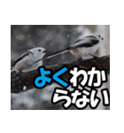 シマエナガ★毎日ハッピー（個別スタンプ：25）