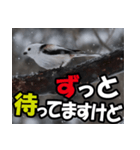 シマエナガ★毎日ハッピー（個別スタンプ：30）