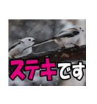 シマエナガ★毎日ハッピー（個別スタンプ：31）