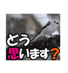 シマエナガ★毎日ハッピー（個別スタンプ：32）