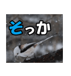 シマエナガ★毎日ハッピー（個別スタンプ：34）