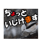 シマエナガ★毎日ハッピー（個別スタンプ：35）