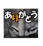 シマエナガ★毎日ハッピー（個別スタンプ：37）