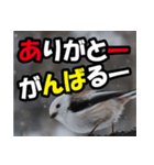 シマエナガ★毎日ハッピー（個別スタンプ：38）