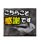 シマエナガ★毎日ハッピー（個別スタンプ：39）
