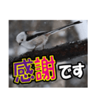 シマエナガ★毎日ハッピー（個別スタンプ：40）