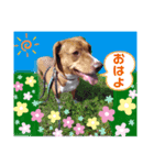 ようことくろすけ（個別スタンプ：6）
