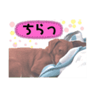 ようことくろすけ（個別スタンプ：7）
