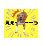 ようことくろすけ（個別スタンプ：8）