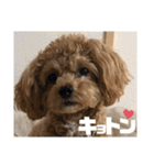 虎之介の日常2（個別スタンプ：1）